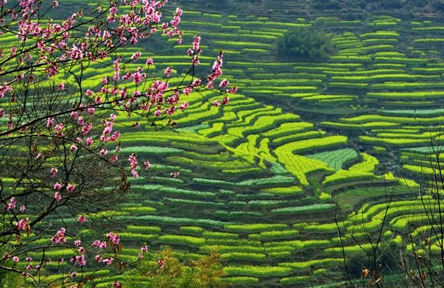 Terraced rapeseed fields — a golden 'flower sea' — below the hilltop village of Huangling in Wuyuan, the heart of the loop