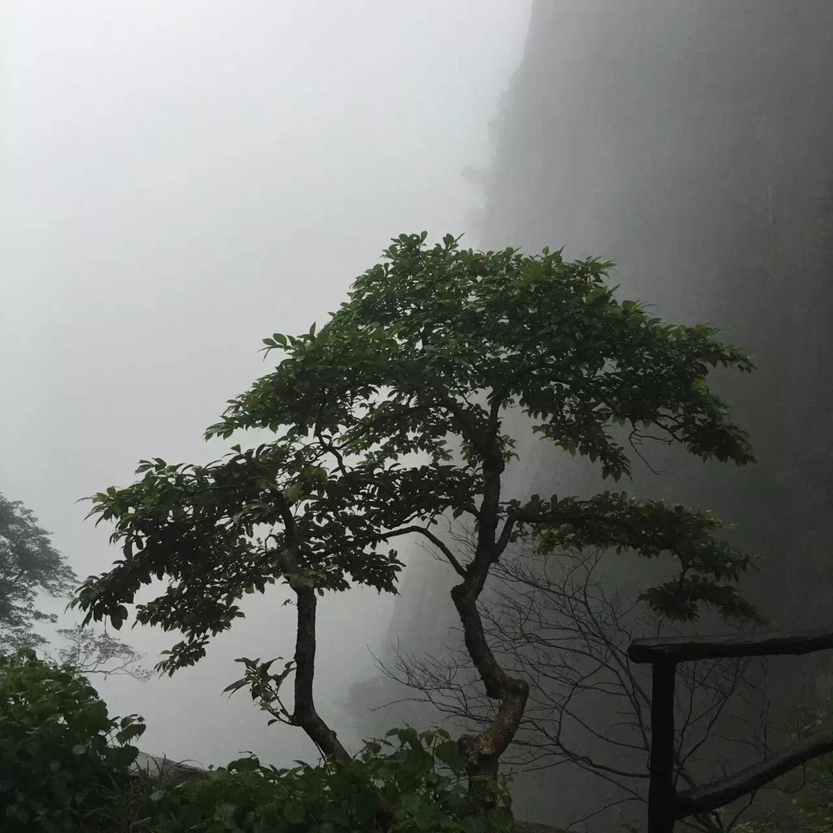 Sheer granite cliffs of Mount Sanqing, the kind of rock faces the mountain's clifftop plank paths are pinned to