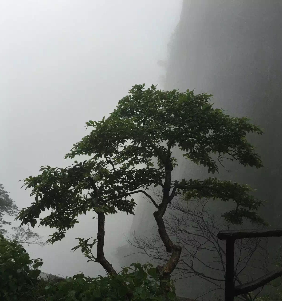 Sheer granite cliffs of Mount Sanqing, the kind of rock faces the mountain's clifftop plank paths are pinned to