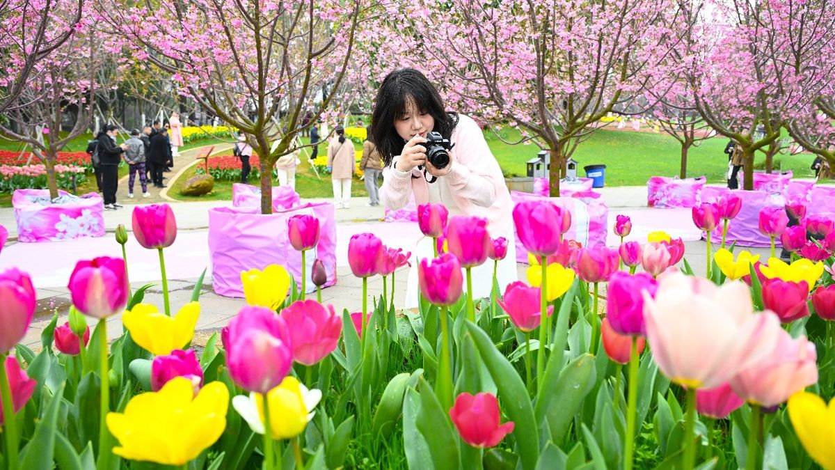 Fenghuanggou: Nanchang's Cherry Blossoms and Tea Country